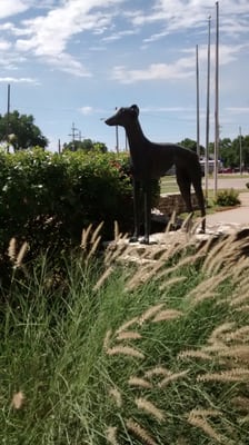 Greyhound Hall of Fame by null