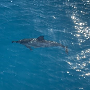 Kauai Sea Tours - Boating Near Me - Eleele, Hawaii