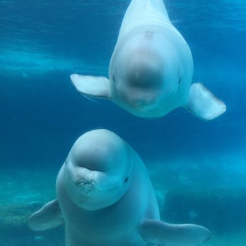 Marineland - Amusement Parks Near Me - Niagara Falls, Ontario Marineland - Amusement Parks Near Me - Niagara Falls, Ontario