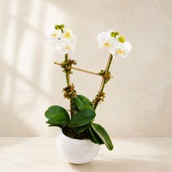 A charming mini white Phalaenopsis orchid featuring two stems, beautifully arranged in a round ceramic pot. Perfect for desks, small spaces,