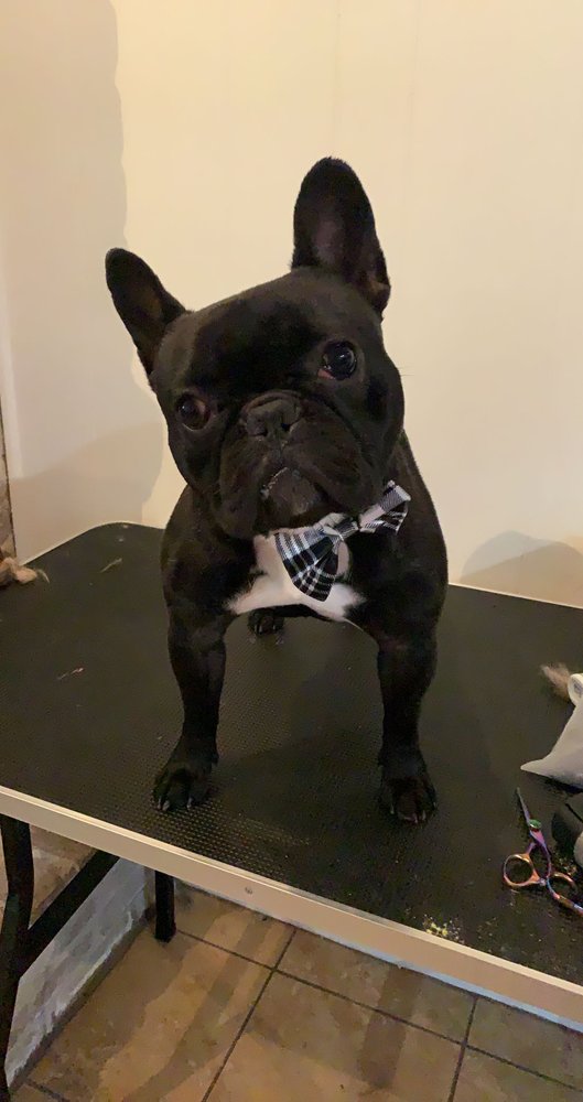 WAGGING TAILS DOG GROOMING Request an Appointment Houston, TX Yelp