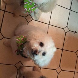 My little ones post grooming :) My little ones post grooming :)