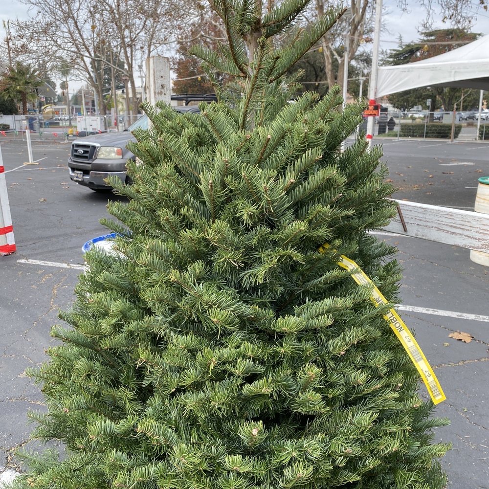 KLM Tree Farm - Noble fir tree - CSA Near Me - Fremont, California KLM Tree Farm - Noble fir tree - CSA Near Me - Fremont, California