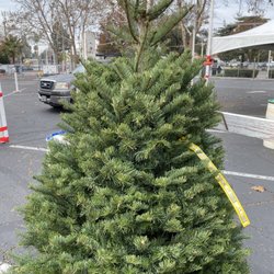 KLM Tree Farm - Noble fir tree