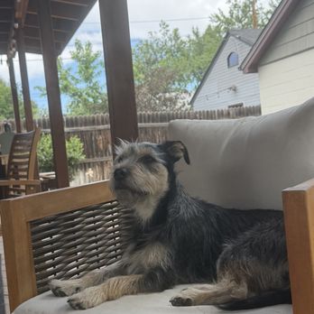 Denver Animal Hospital - Veterinarians Near Me - Denver, Colorado