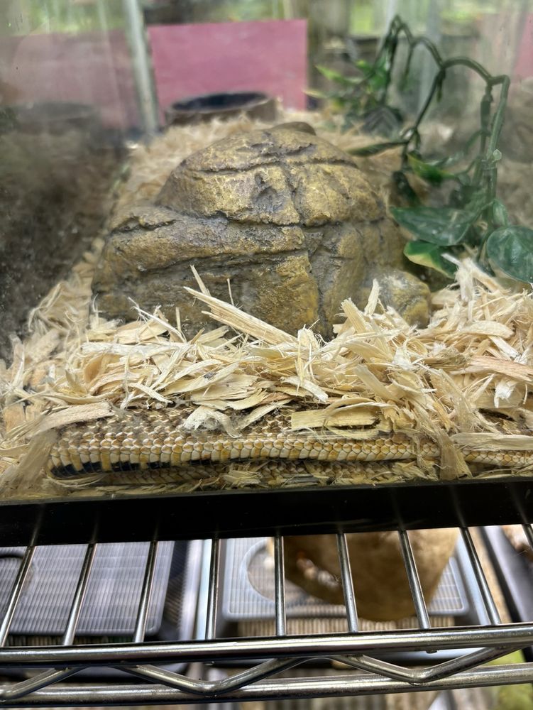 Reptopia - reptile breeding in Albany, OR