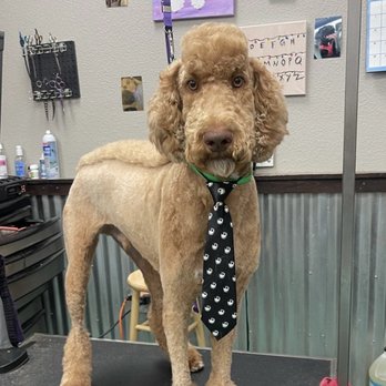 Lulu's Doggy Salon & Spaw - Link with his new hairdo! - Pet Groomers Near Me - Henderson, Nevada Lulu's Doggy Salon & Spaw - Link with his new hairdo! - Pet Groomers Near Me - Henderson, Nevada
