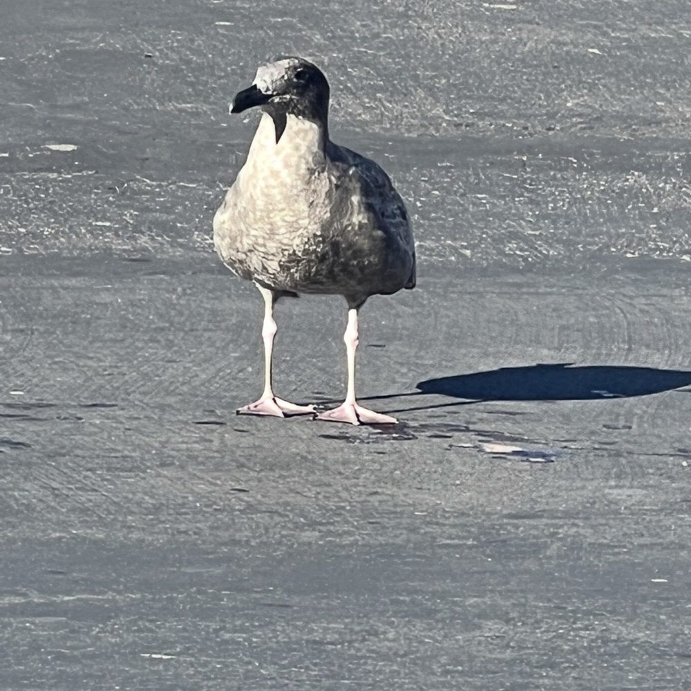 PIER 39 - This beak looks so familiar . Don't feed the birds in SF - Shopping Centers Near Me - San Francisco, California