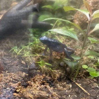 Pet Kingdom - Blue frog - Local Fish Stores Near Me - San Diego, California Pet Kingdom - Blue frog - Local Fish Stores Near Me - San Diego, California