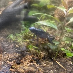 Pet Kingdom - Blue frog
