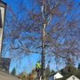 Photo of Michael Oxman, Professional Tree Surgeon