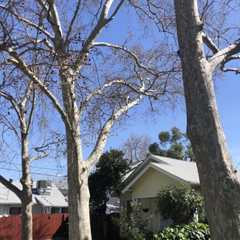 Del Cid Tree Service - Before trimming and weight reduction over house - Landscaping Near Me Del Cid Tree Service - Before trimming and weight reduction over house - Landscaping Near Me
