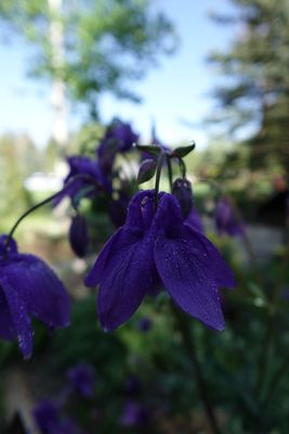 Betty Ford Alpine Gardens by null