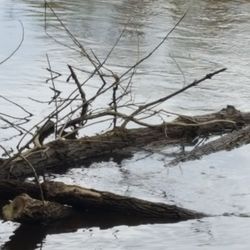 New Richmond Bridge Park