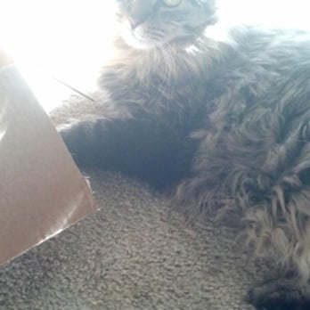 Bay Area Pet Pals - Leo the (scaredy) Lion. Notice how relaxed he is with Maya! - Pet Sitting Near Me