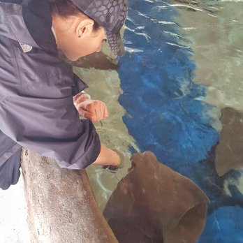 Florida Keys Aquarium Encounters - Stingray Cove - Aquariums Near Me - Marathon, Florida