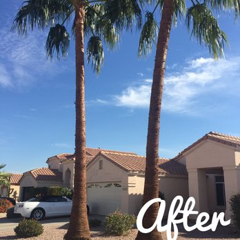 Three Trees Service - After skin removal - Tree Services Near Me Three Trees Service - After skin removal - Tree Services Near Me
