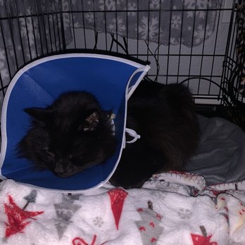 All About Pets - My cat post surgery - Veterinarians Near Me - Citrus Heights, California All About Pets - My cat post surgery - Veterinarians Near Me - Citrus Heights, California