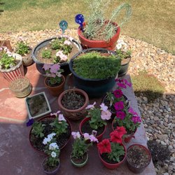 Green Mountain Ace Hardware - My garden this year.all my flowers are from ACE.
