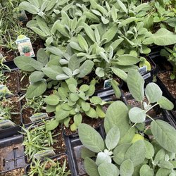 North River Greenhouse & Landscaping - Herbs
