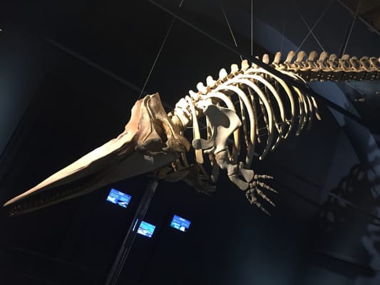 Civic Museum of Natural Sciences in Bergamo by null