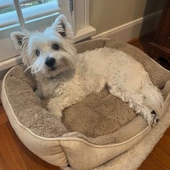 VEG ER for Pets - happy, healthy Ellie - Emergency Pet Hospital Near Me - Houston, Texas VEG ER for Pets - happy, healthy Ellie - Emergency Pet Hospital Near Me - Houston, Texas