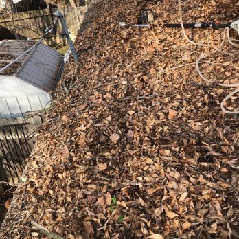 FB Tree Services - Before- roof full or leaves - Tree Services Near Me - North Highlands, California