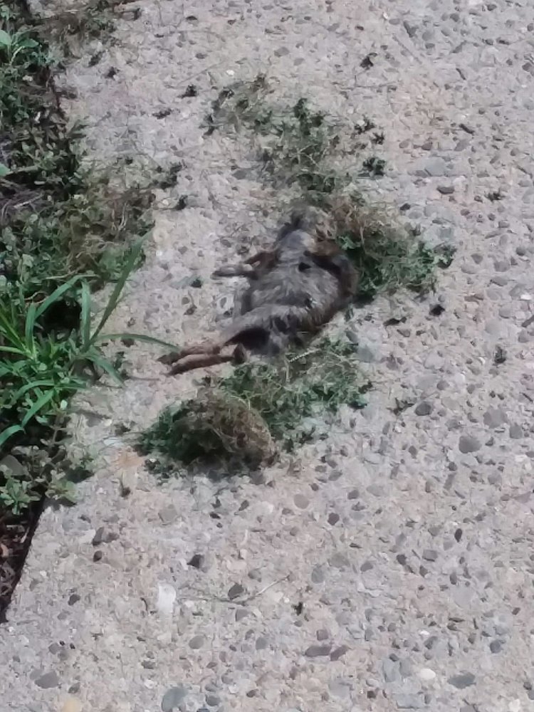 WOODSIDE GARDENS Updated October 2024 12 Woodside Ave, Roselle Park