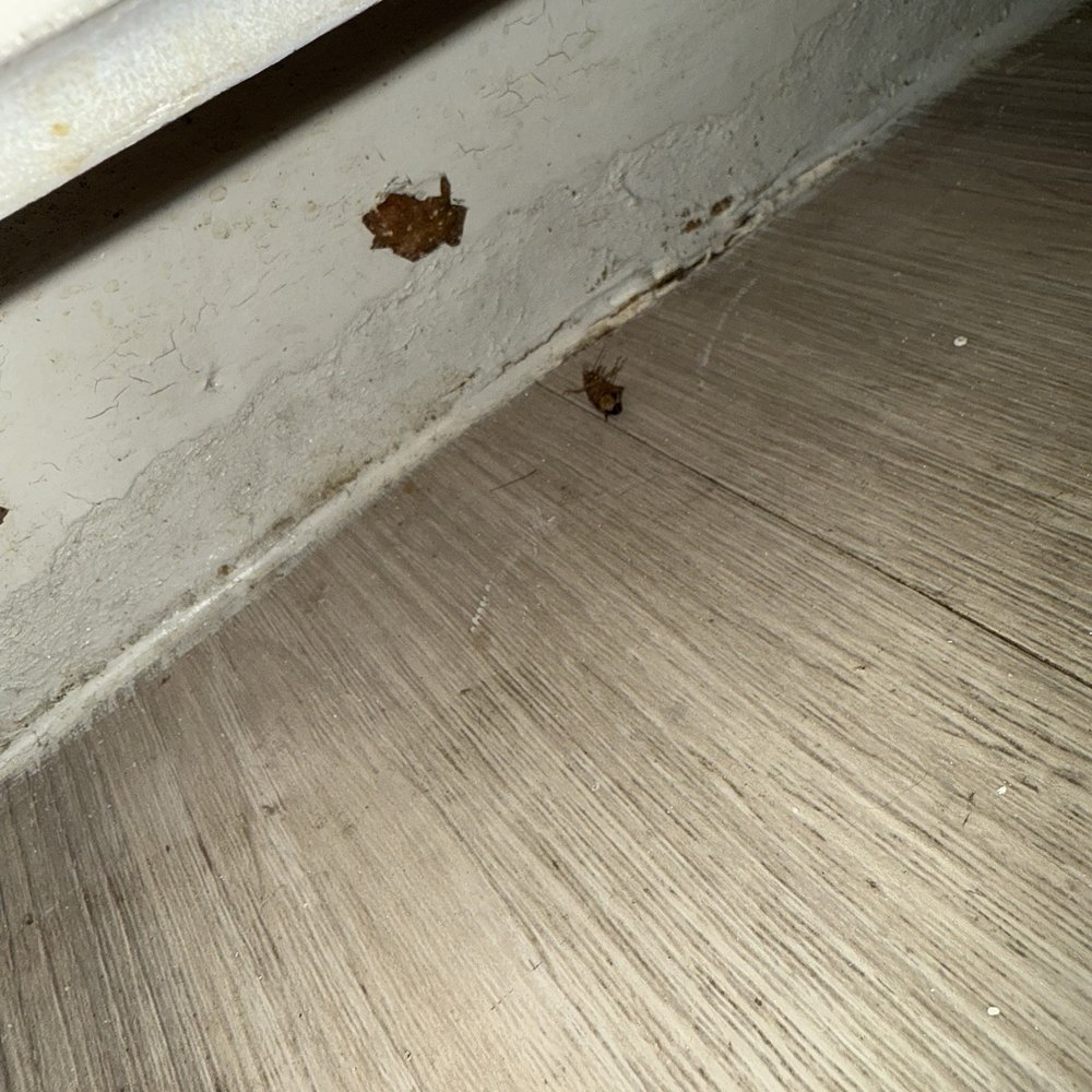 Preston Peak - Another dead cockroach (I killed it, not pest control) - Apartments Near Me - San Antonio, Texas Preston Peak - Another dead cockroach (I killed it, not pest control) - Apartments Near Me - San Antonio, Texas