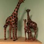 Photo of Laughing Giraffe Therapy