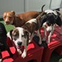 Photo of Camp Bow Wow