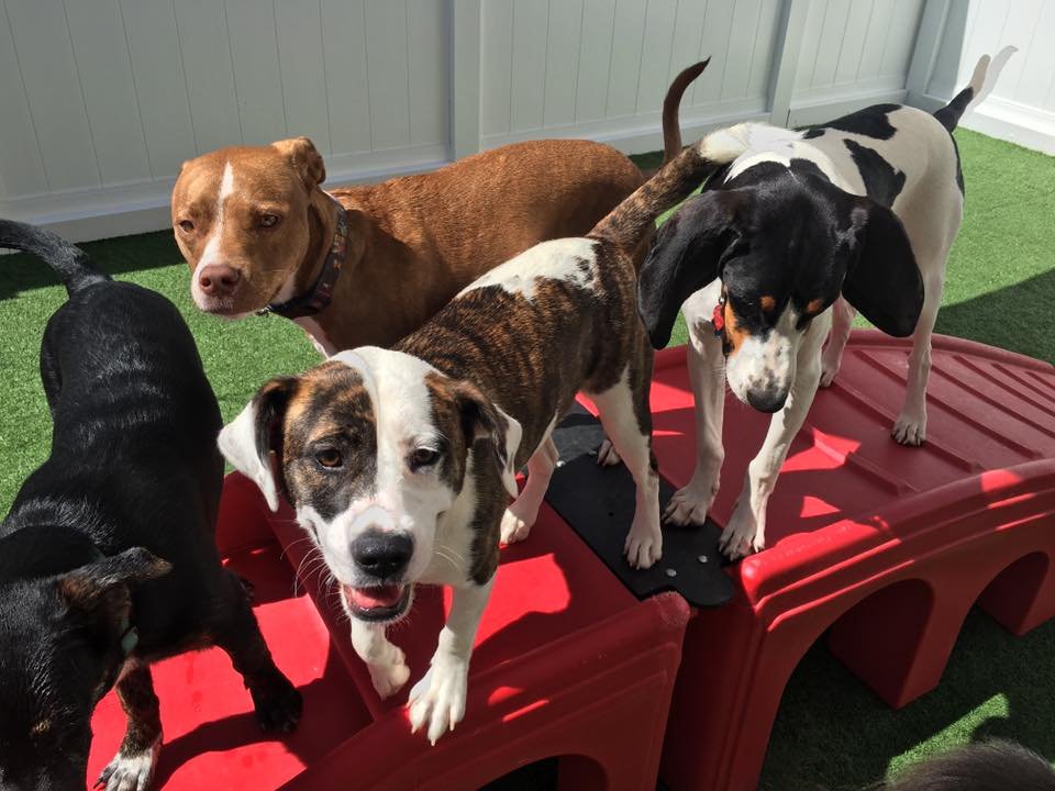 Camp Bow Wow - pet boarding facility in Memphis, TN