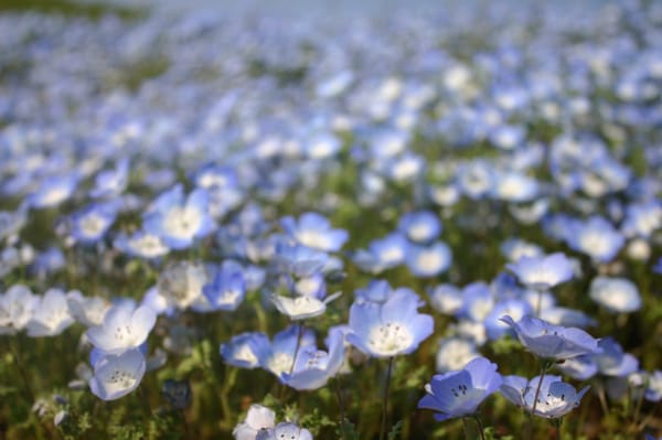 Hitachi Seaside Park by null