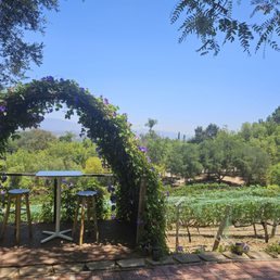 Photo of a vine archway seating area overlooking the vineyard Photo of a vine archway seating area overlooking the vineyard
