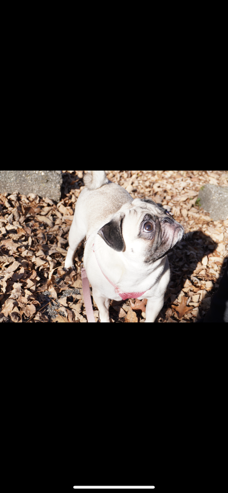Watch Dog - pet boarding facility in Charleston, WV