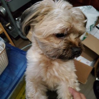 Dirty Dog Grooming - Wanting treats - Pet Groomers Near Me - Rowland heights, California Dirty Dog Grooming - Wanting treats - Pet Groomers Near Me - Rowland heights, California