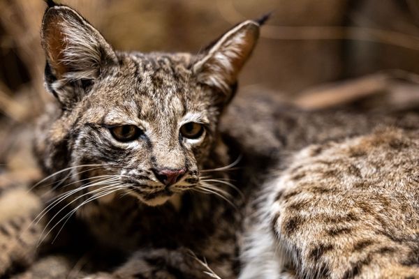 Santa Barbara Museum of Natural History by null