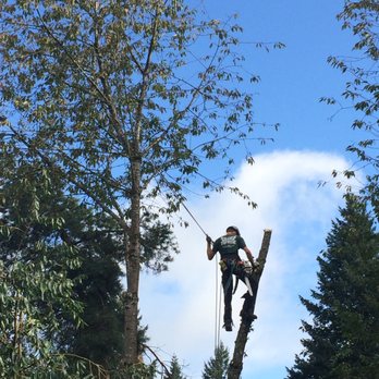 TreeWise - Tree Services Near Me - Vancouver, Washington TreeWise - Tree Services Near Me - Vancouver, Washington