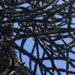 The Polly Hill Arboretum - Monkey Puzzle