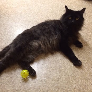 PetSmart - Such a love! - Pet Training Near Me - Johnston, Rhode Island