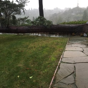 Foliage Unlimited - a fallen tree on a walkway - Tree Services Near Me Foliage Unlimited - a fallen tree on a walkway - Tree Services Near Me