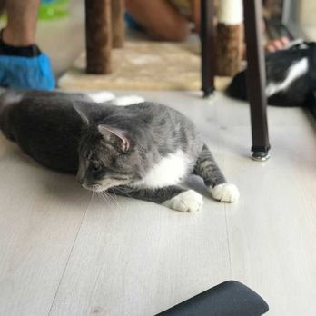 Rescued Treasures Cat Cafe - Hunter the cat. - Pet Adoption Near Me - Las Vegas, Nevada Rescued Treasures Cat Cafe - Hunter the cat. - Pet Adoption Near Me - Las Vegas, Nevada
