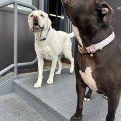 Camp Bow Wow - Cupcake hanging with her friend Winston outside