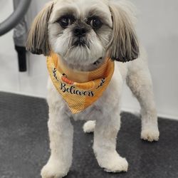 Zoomin Groomin - Chesterfield