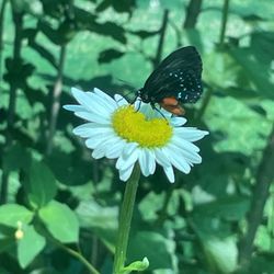 Sarett Nature Center