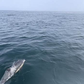 Oceanside Adventures - A dolphin - Boat Charters Near Me - Oceanside, California Oceanside Adventures - A dolphin - Boat Charters Near Me - Oceanside, California
