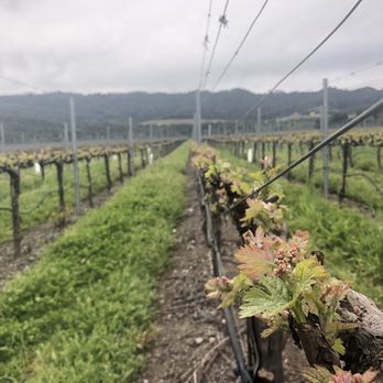 Napa Valley - Unfortunately we missed the grapes but it's still beautiful. - Local Flavor Near Me Napa Valley - Unfortunately we missed the grapes but it's still beautiful. - Local Flavor Near Me