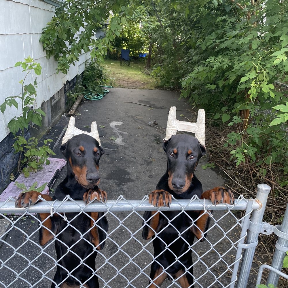 THE BEST 10 Dog Separation Anxiety Training in Syracuse, NY - Quality \u0026  Affordability - Updated 2026 - Yelp, image size:1000x1000