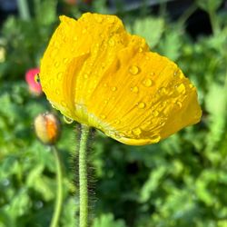 Golden Nursery