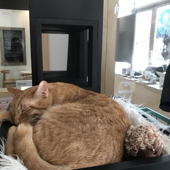 KitTea - Pet Adoption Near Me - San Francisco, California